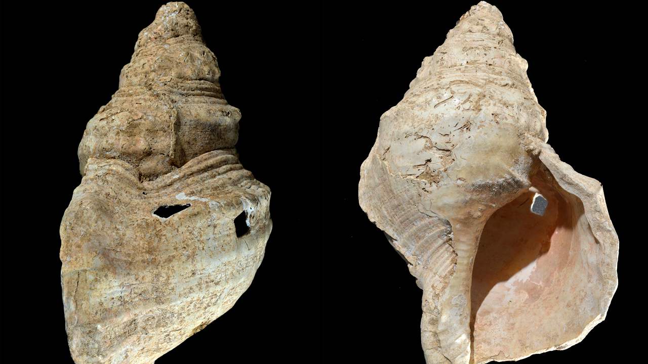 Oldest shell horn found in a cave in 1931 plays its songs as clear as the sea Oldest shell horn found in a cave in 1931 plays its songs as clear as the sea