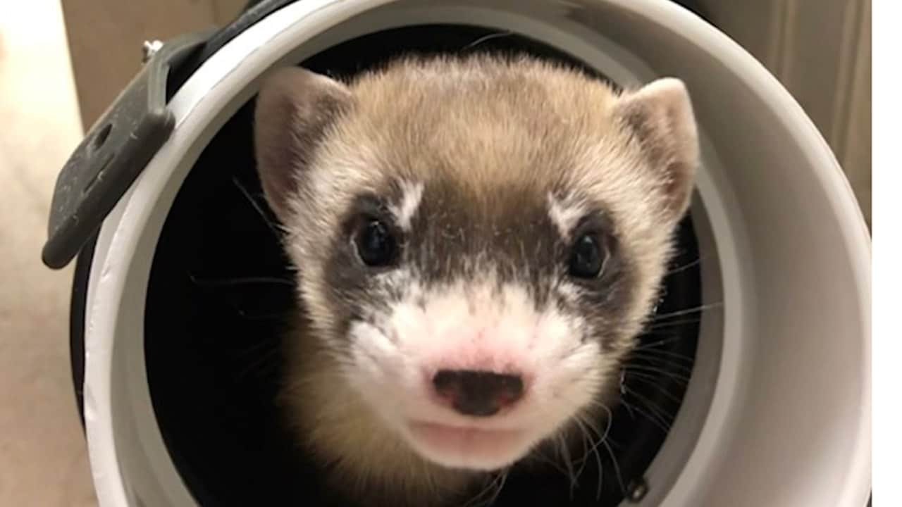 In this photo provided by the U.S. Fish and Wildlife Service is Elizabeth Ann, the first cloned black-footed ferret and first-ever cloned U.S. endangered species, at 50-days old on Jan. 29, 2021. Scientists have cloned the first U.S. endangered species, a black-footed ferret duplicated from the genes of an animal that died over 30 years ago. Image credit: U.S. Fish and Wildlife Service via AP