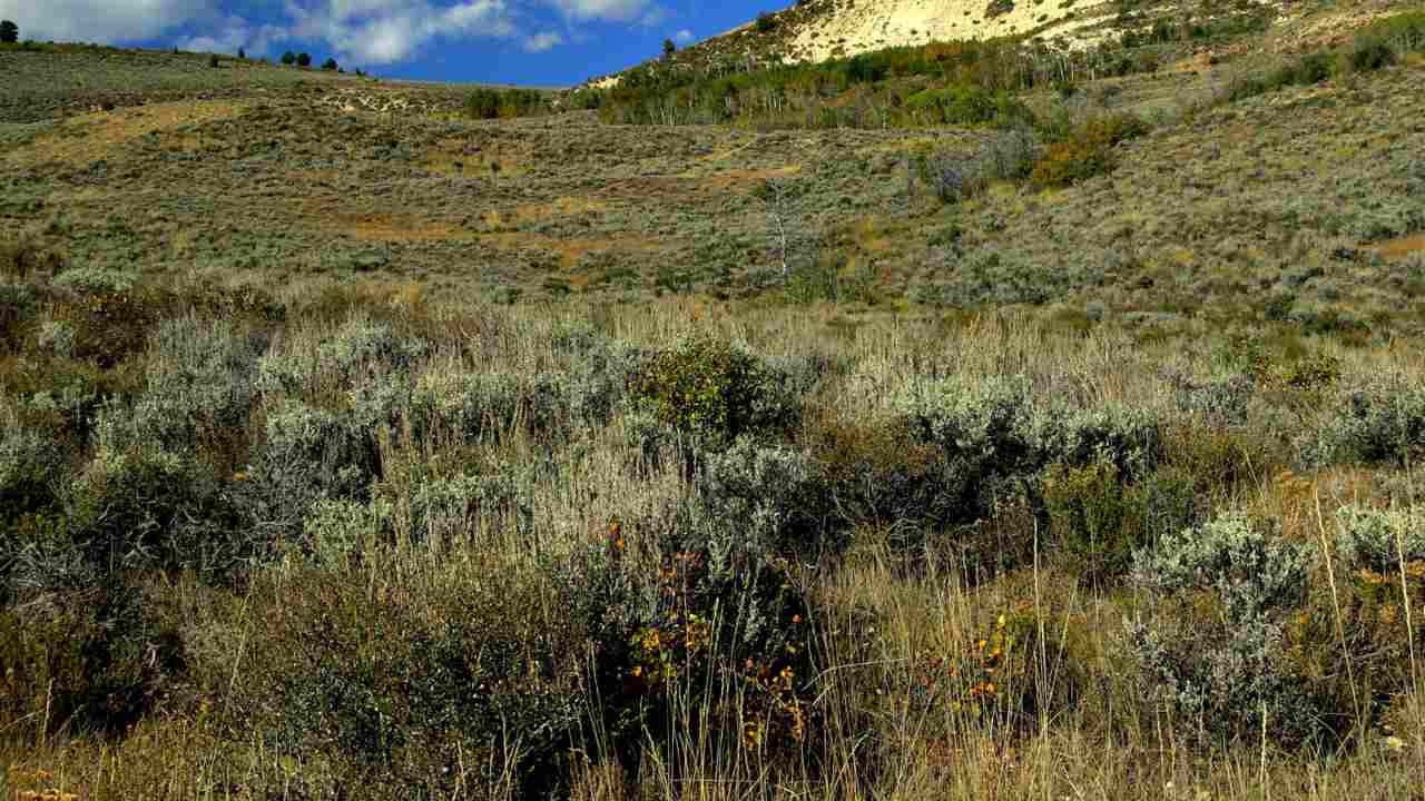 New species of alpine plant discovered, endemic to Tawang district in Arunachal Pradesh New species of alpine plant discovered, endemic to Tawang district in Arunachal Pradesh