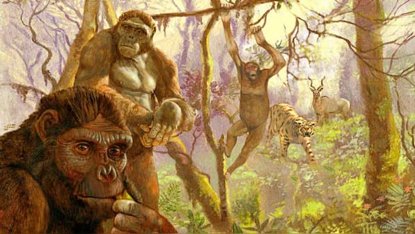Human ancestor Ardi may have 'swung from trees' like chimps till 4.4 mn years ago