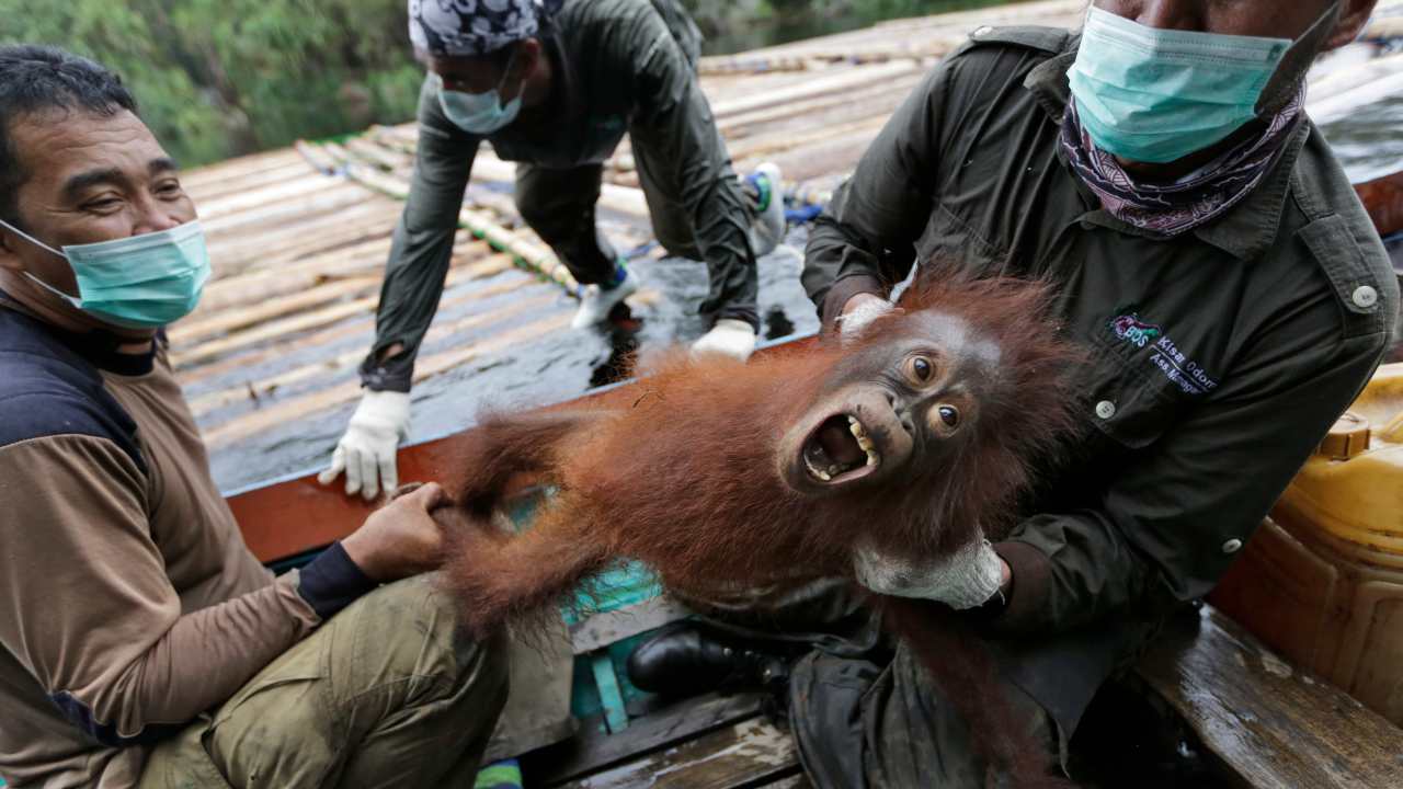 Indonesian orangutans airlifted back into the wild after COVID-19 threat subsides Indonesian orangutans airlifted back into the wild after COVID-19 threat subsides