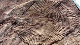 Unlikely fossil dug up in Bhimbetka ties together evolution of modern life in India, Australia