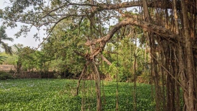 Pond in Saligao before cleaning. Image via Mongabay-India/ Sharada Kerkar.