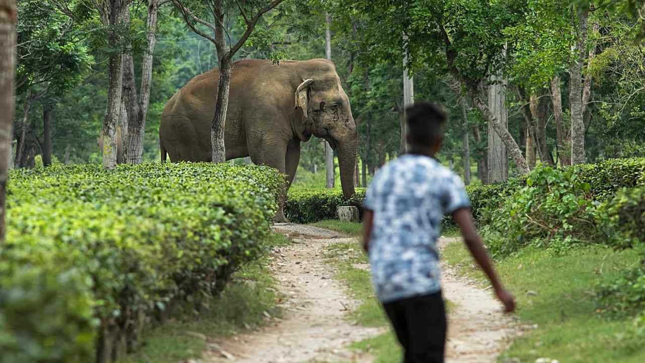 Elephant Kanchera standing in the Marapur tea garden area, as scientists spend an hour taking notes to understand their tactics. Image: Centre for Wildlife Studies