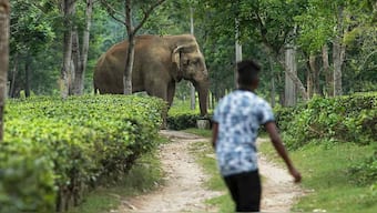 Human lives lost to wildlife-human conflict should be compensated better: Scientists