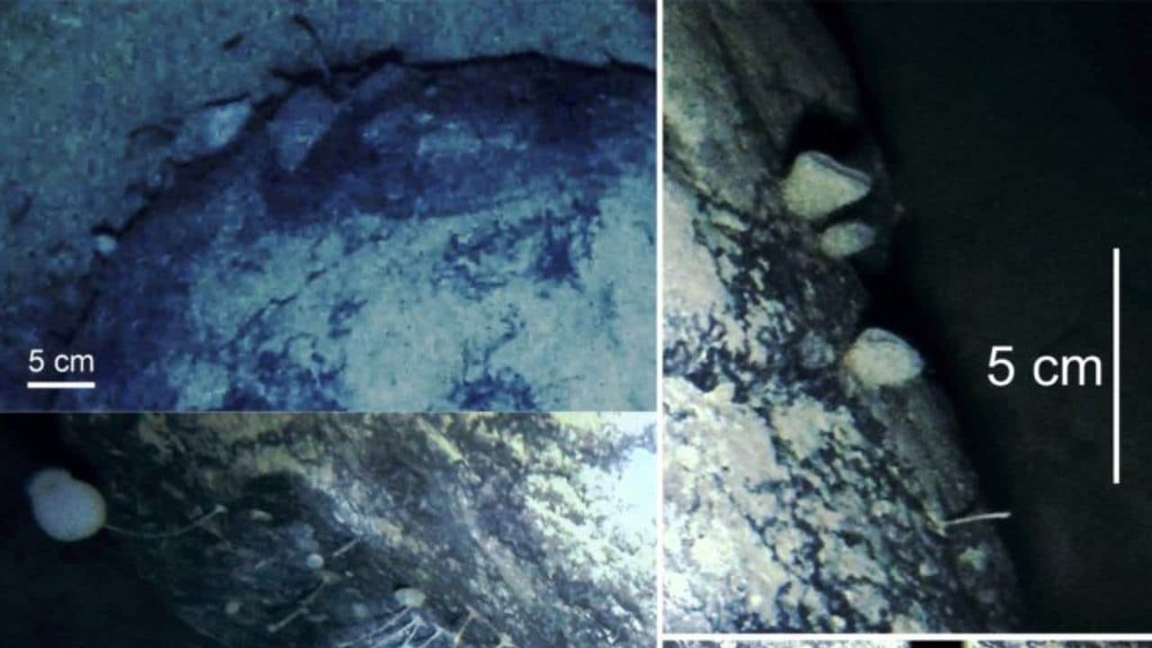 Images show the sponges and amimals shown living under the Filchner-Ronne Ice Shelf. Credit: BAS