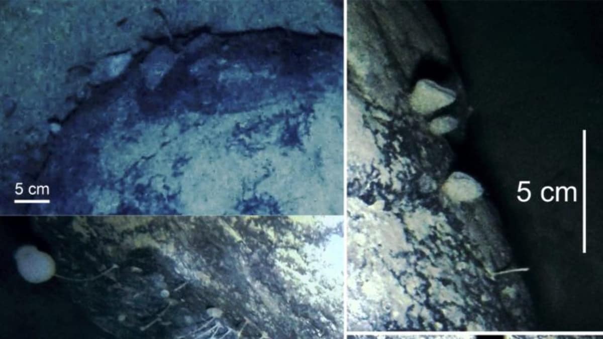 Scientists accidentally stumble across life buried 3,000 ft under ice in Antarctica