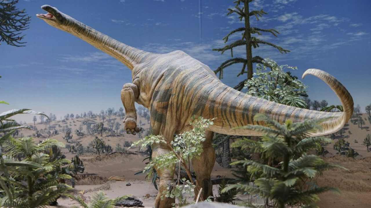 Plateosaurus models at the State Museum of Natural History in Stuttgart, Germany. Image: Randall Irmis/AP