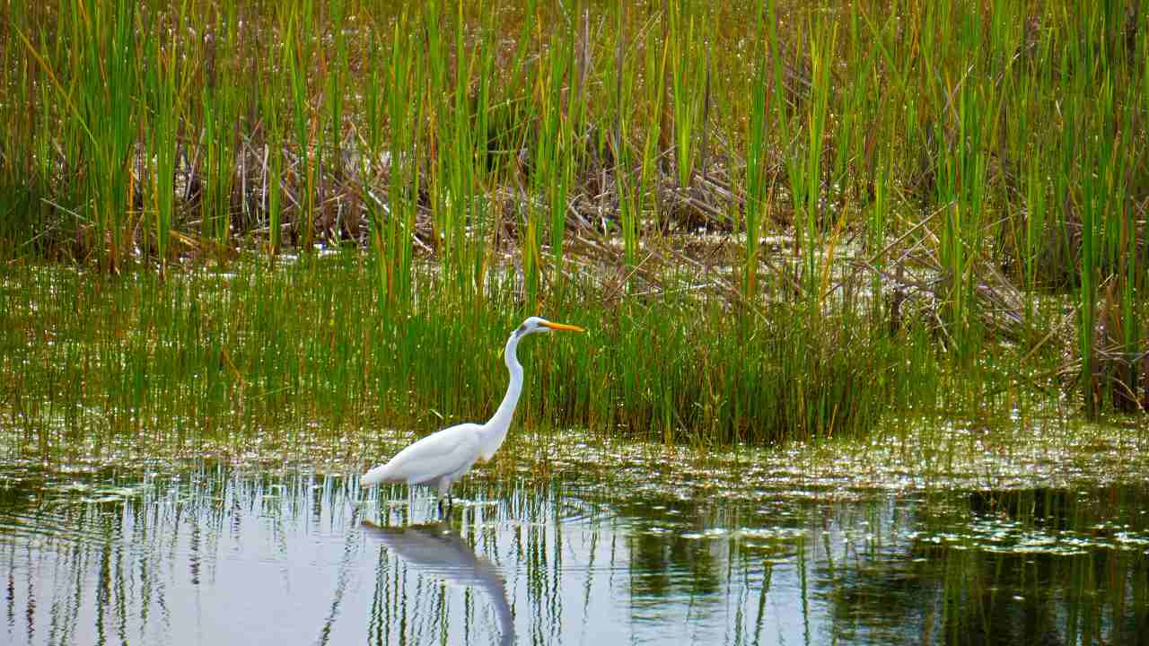 India is home to 42 Ramsar sites –globally-important wetlands for conservation. Image Credit: Rachel C/Unsplash