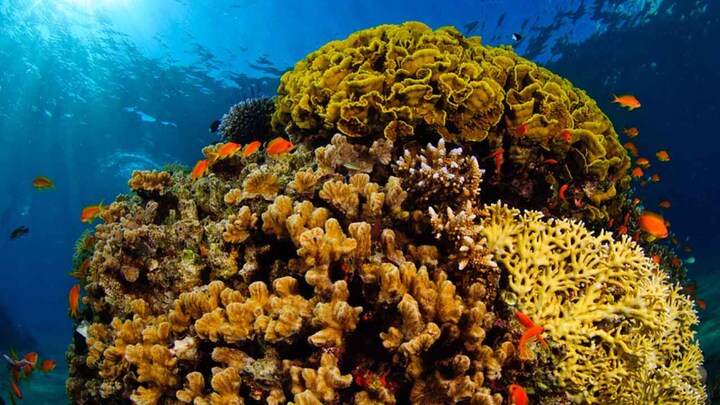 Using satellite images, scientists create comprehensive global coral reef atlas online