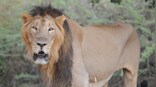 Endangered Gir lions conquer viral threat, experts advise moving some prides to other Parks
