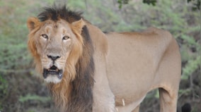 Endangered Gir lions conquer viral threat, experts advise moving some prides to other Parks