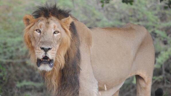Endangered Gir lions conquer viral threat, experts advise moving some prides to other Parks