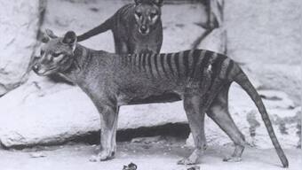 How scientists are planning to revive the Tasmanian tiger that's been extinct since 1936