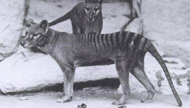 How scientists are planning to revive the Tasmanian tiger that's been extinct since 1936