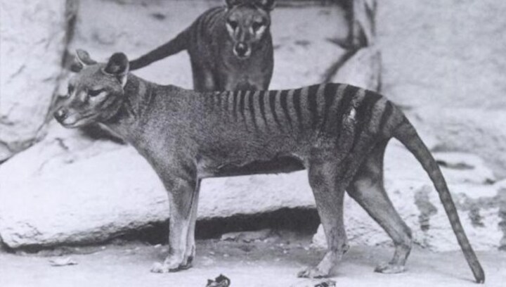 How scientists are planning to revive the Tasmanian tiger that's been extinct since 1936