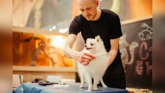 Best grooming kits for pets