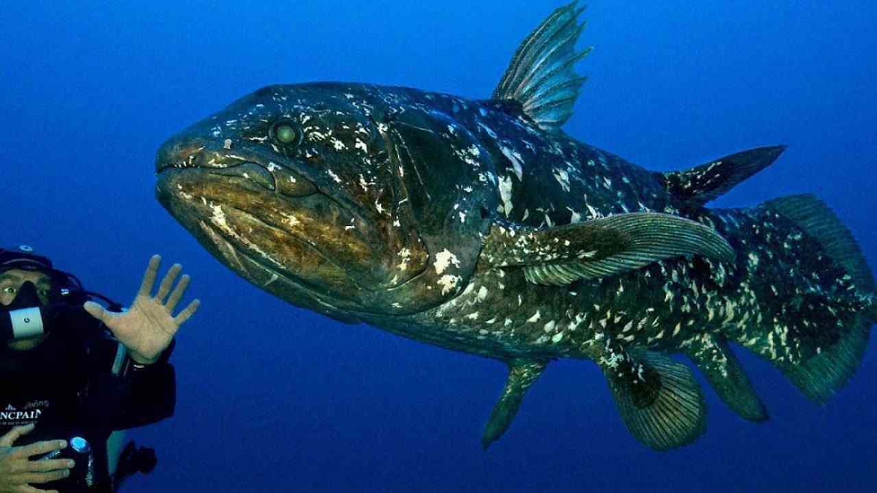 Living Fossil: African coelacanth is not 65 mn years-old as evolution is evident in its genes Living Fossil: African coelacanth is not 65 mn years-old as evolution is evident in its genes