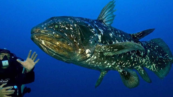 Living Fossil: African coelacanth is not 65 mn years-old as evolution is evident in its genes