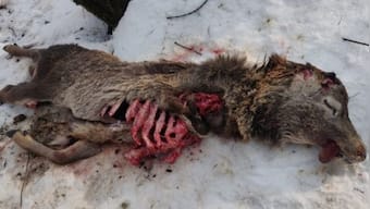 Discovery of Hangul carcass in Dachigam Sanctuary fuels concerns over suspected poaching of Kashmir's iconic deer