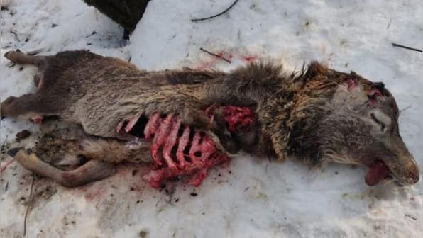 Discovery of Hangul carcass in Dachigam Sanctuary fuels concerns over suspected poaching of Kashmir's iconic deer