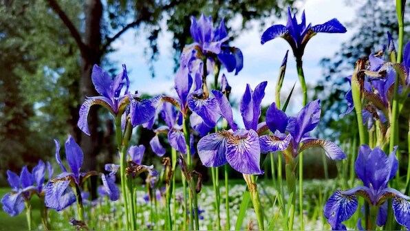 Allergies: Climate change is causing pollen season to being earlier finds study