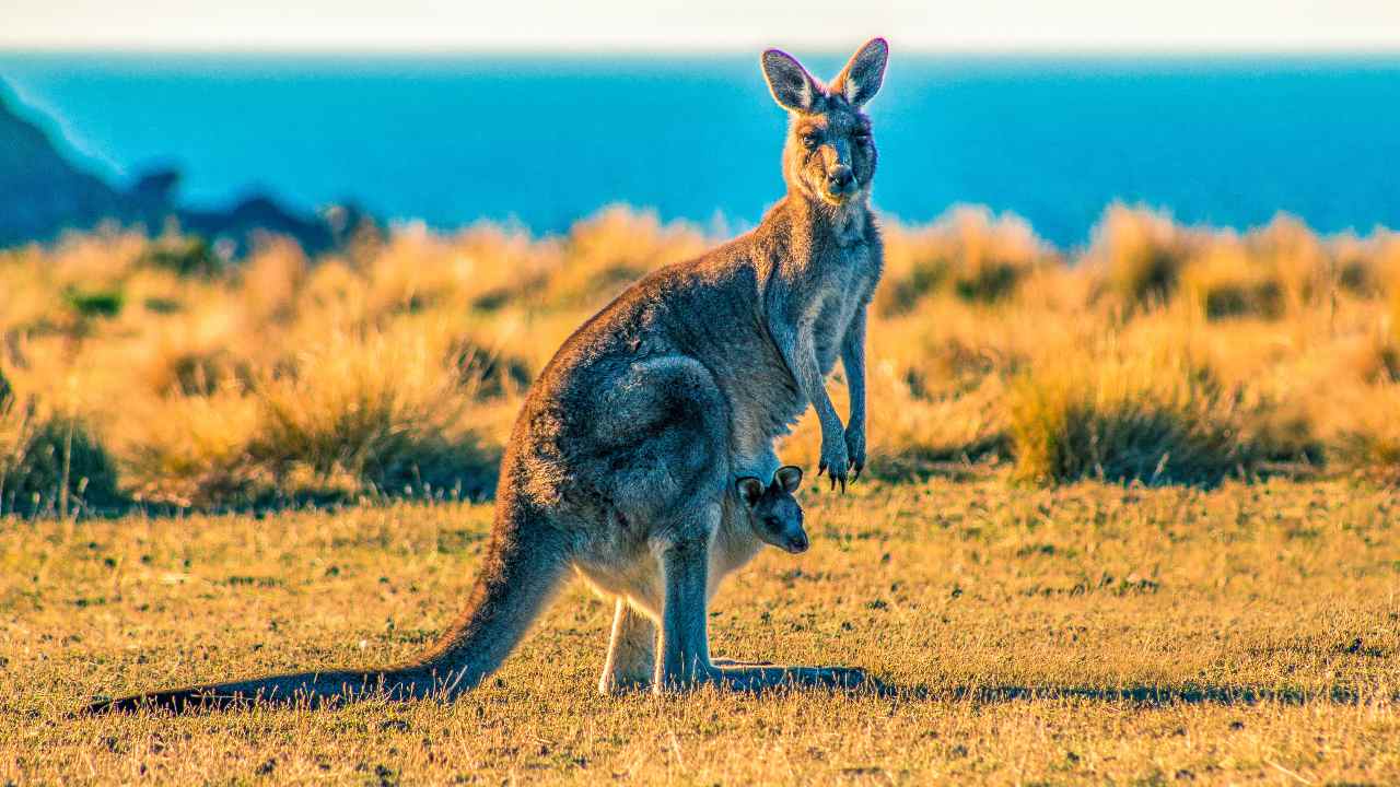 Kangaroo painting created 17,000 years ago is oldest Aboriginal rock art Kangaroo painting created 17,000 years ago is oldest Aboriginal rock art