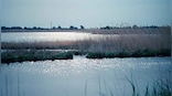 World Wetlands Day 2022: All you need to know about the date, theme and significance
