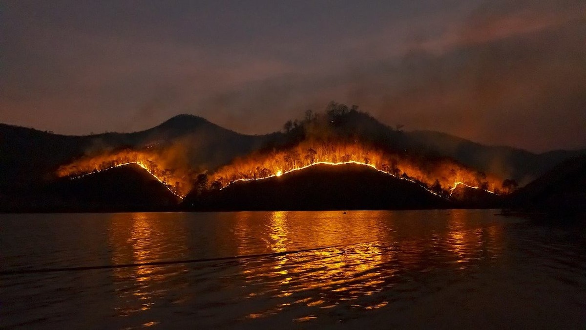 Stronger, frequent forest fires effecting tree's carbon sink capabilities: Study