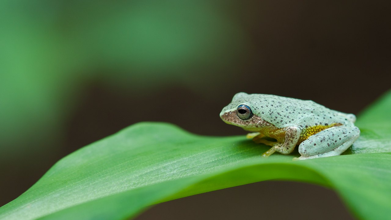 Five new shrub frog species have been discovered in the Western Ghats as part of a decade long study Five new shrub frog species have been discovered in the Western Ghats as part of a decade long study