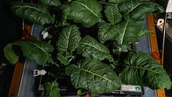 New strains of bacteria found on the space station may help astronauts grow plants on Mars