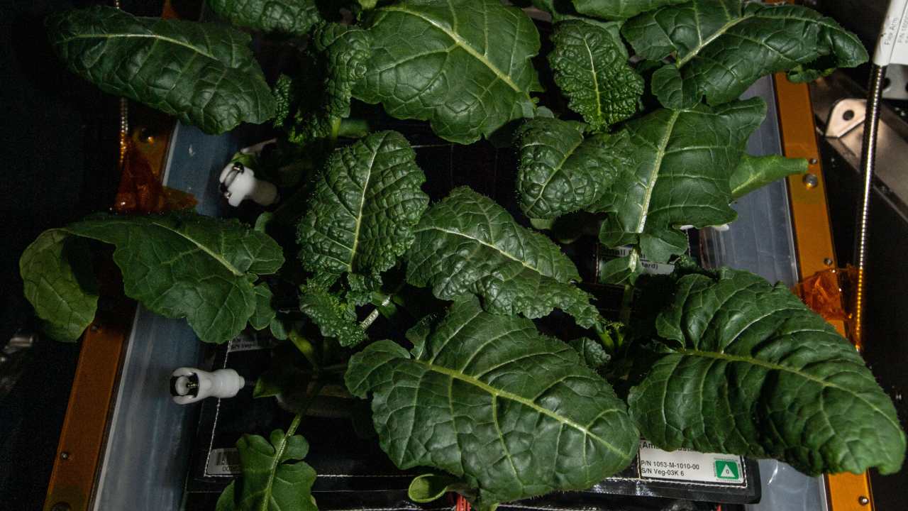 New strains of bacteria found on the space station may help astronauts grow plants on Mars New strains of bacteria found on the space station may help astronauts grow plants on Mars