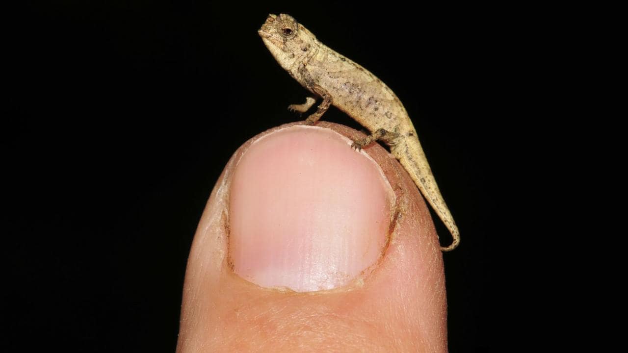 Brookesia nana, described in 2019, is one of the smallest chameleons, and indeed one of the smallest amniote vertebrates, on earth. Image Credit: Frank Glaw/Mark D Scherz