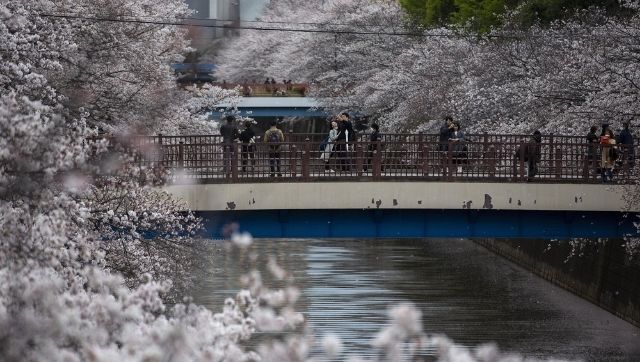 Japan's cherry blossoms bloom early this spring amidst climate change crisis Japan's cherry blossoms bloom early this spring amidst climate change crisis