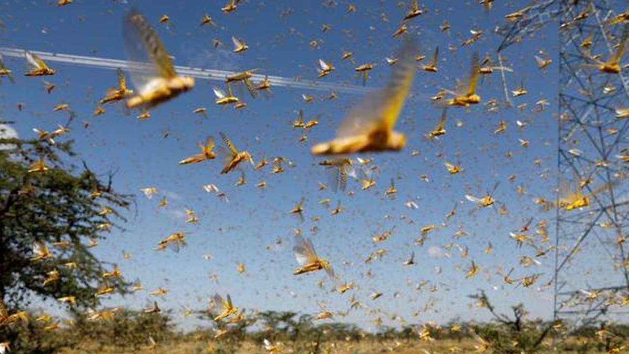 Brood X: Billions of cicadas to emerge after spending 17 years burrowed underground Brood X: Billions of cicadas to emerge after spending 17 years burrowed underground