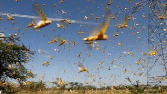 Brood X: Billions of cicadas to emerge after spending 17 years burrowed underground