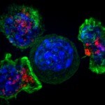 Killer T cells that 'remember' past infection boost immune response to COVID-19 variants: Study