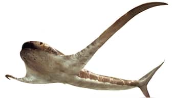 Ancient species called Eagle sharks lived 93 million years ago, predated manta rays