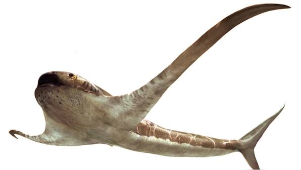 Ancient species called Eagle sharks lived 93 million years ago, predated manta rays