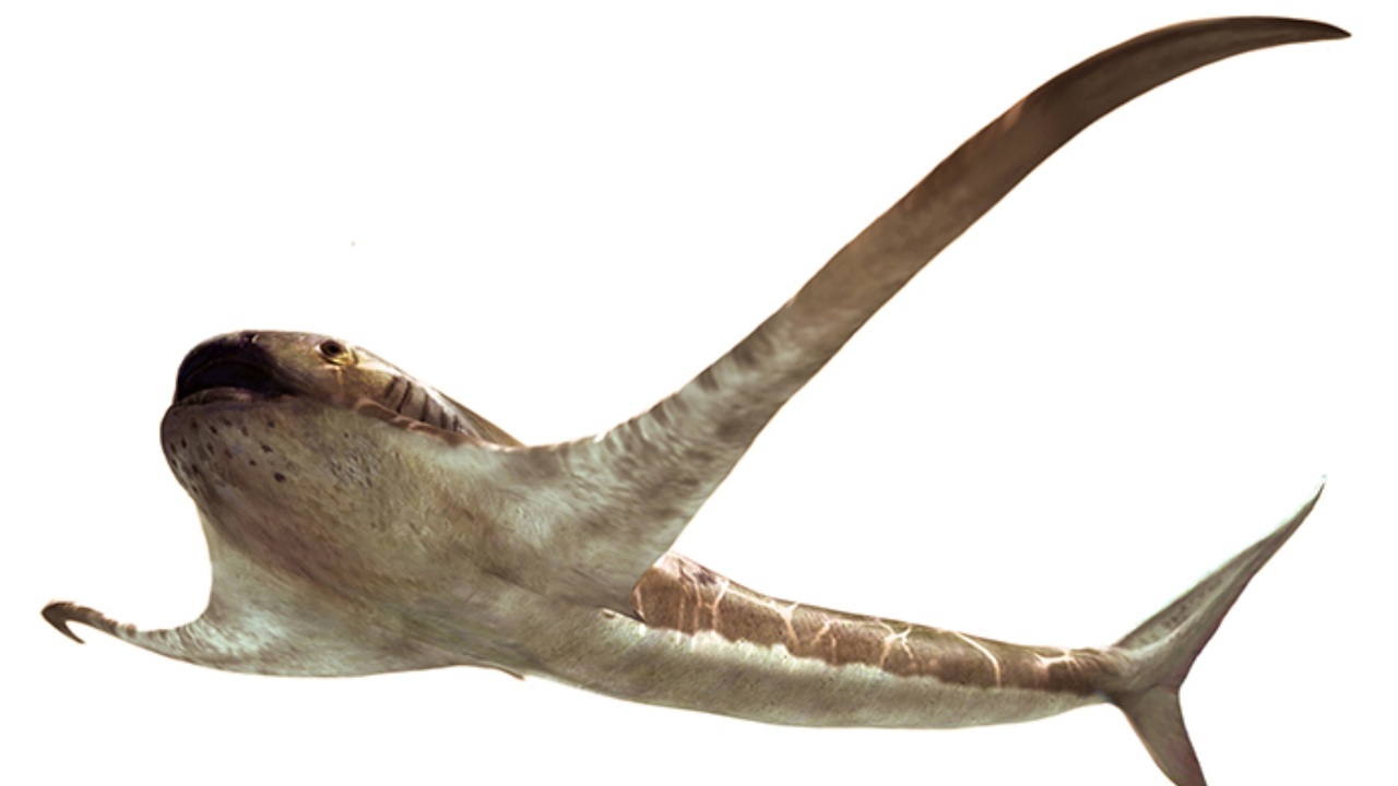 Ancient species called Eagle sharks lived 93 million years ago, predated manta rays Ancient species called Eagle sharks lived 93 million years ago, predated manta rays
