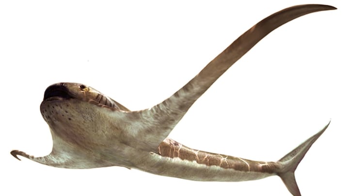 Ancient species called Eagle sharks lived 93 million years ago, predated manta rays