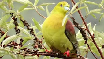 Drastic loss in forest birds have been recorded due to land-use changes in the western Himalayas