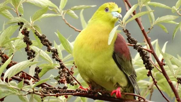 Drastic loss in forest birds have been recorded due to land-use changes in the western Himalayas