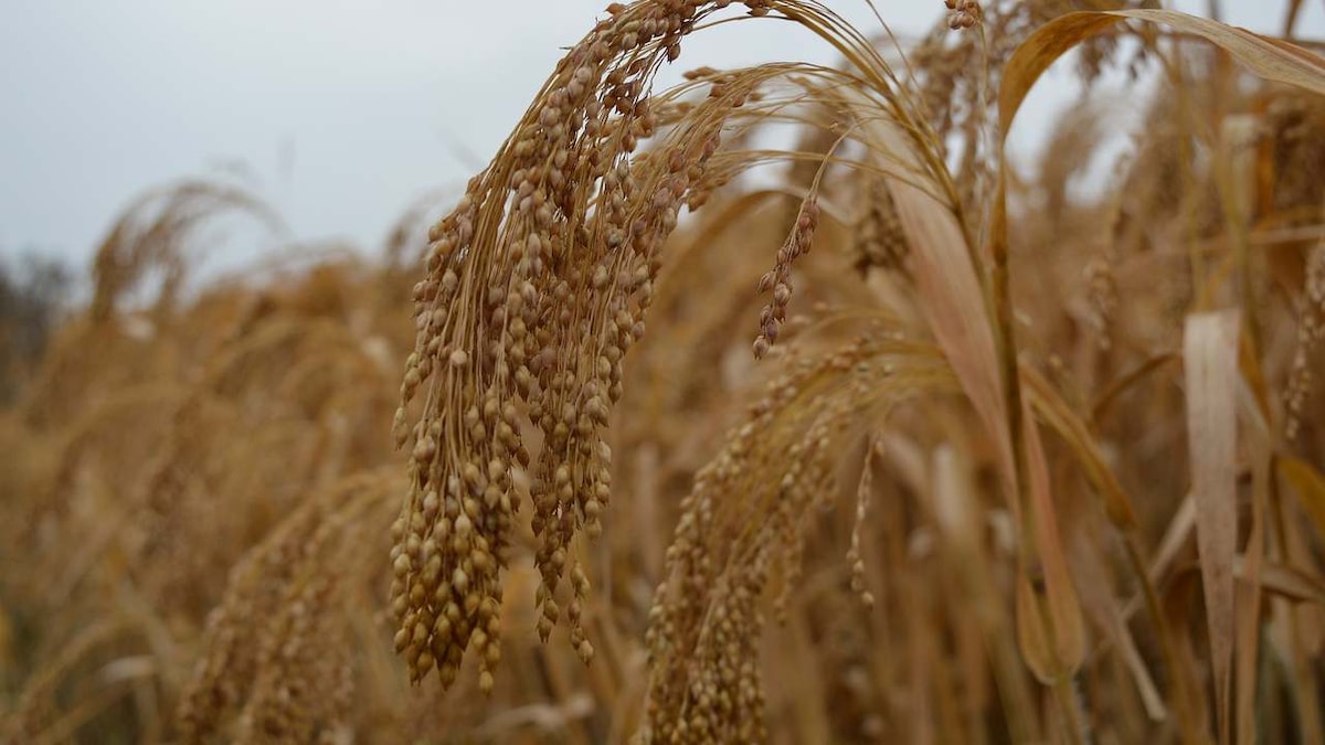 2023 declared 'International Year of Millets' after UNGA unanimously adopts India-led resolution