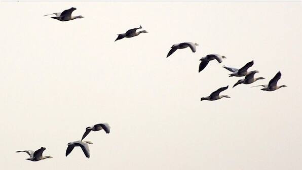 India's recent avian flu outbreak highlights environmental, animal-human interaction concerns