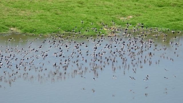 A flock of waterbirds in an urban wetland. Monitoring poultry-wildbird-wetlands interface is crucial to study avian influenza. Photo by Christy Bharath.