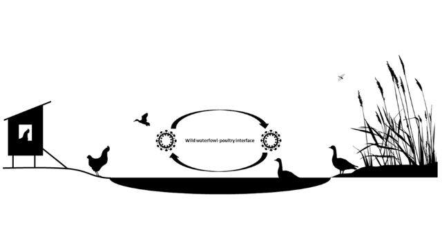 The sharing of water resources in wetland habitat is fundamental to understanding the wild waterfowl–poultry interface and the avian influenza virus, subtype H5N1. This virus infects, and is shed by, the intestinal tract of both waterfowl and poultry and thus the water bodies used by these birds can serve as a common vehicle for waterborne transmission in processes of both spillover and spillback. Chart from Walsh, Michael G. et.al, Highly Pathogenic Avian Influenza (H5N1) Landscape Suitability Varies by Wetland Habitats and the Degree of Interface between Wild Waterfowl and Poultry in India (mdpi, 2020).