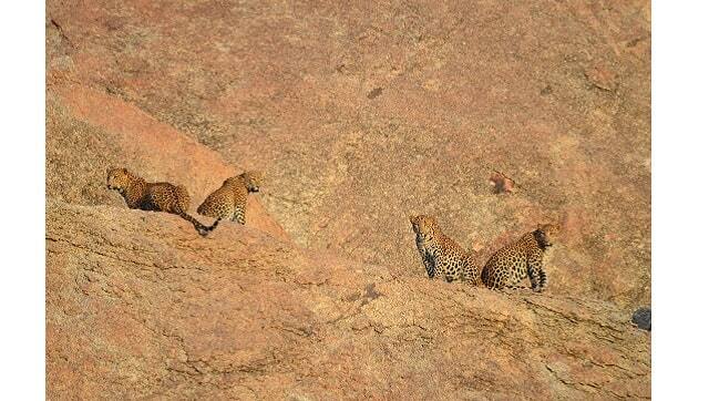 Image © Shatrunjay Pratap Singh