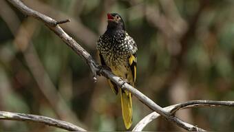 Endangered birds losing their songs make it tough to find mates, train their young, experts say