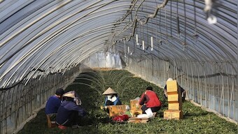 In South Korea, Asian migrant workers face exploitation at work, in absence of labour law protection